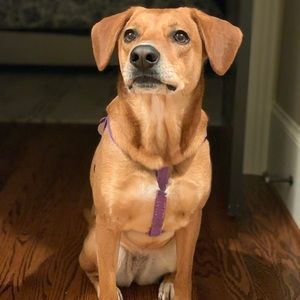 Meet your Posher, Sherry